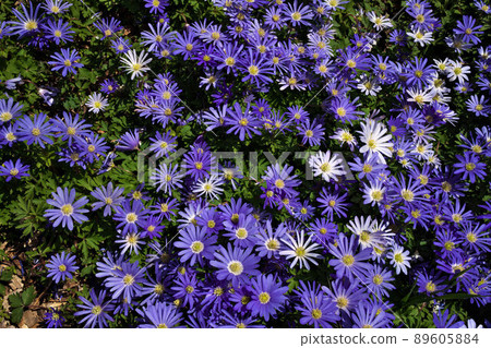 Anemone blanda, Balkan anemone, Grecian windflower or winter windflowers directly above Anemone blanda, Balkan anemone, Grecian windflower or winter windflowers directly above 89605884