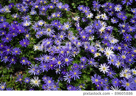 Anemone blanda, Balkan anemone, Grecian windflower or winter windflowers directly above Anemone blanda, Balkan anemone, Grecian windflower or winter windflowers directly above 89605886