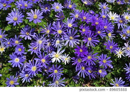 Anemone blanda, Balkan anemone, Grecian windflower or winter windflowers directly above 89605888
