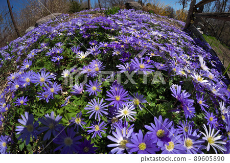 Anemone blanda, Balkan anemone, Grecian windflower or winter windflowers fisheye perspective 89605890