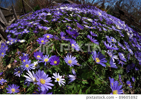 Anemone blanda, Balkan anemone, Grecian windflower or winter windflowers fisheye perspective Anemone blanda, Balkan anemone, Grecian windflower or winter windflowers fisheye perspective 89605892