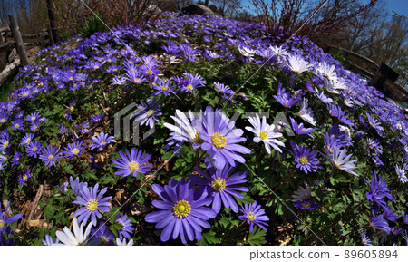 Anemone blanda, Balkan anemone, Grecian windflower or winter windflowers fisheye perspective 89605894