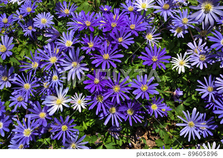 Anemone blanda, Balkan anemone, Grecian windflower or winter windflowers directly above Anemone blanda, Balkan anemone, Grecian windflower or winter windflowers directly above 89605896