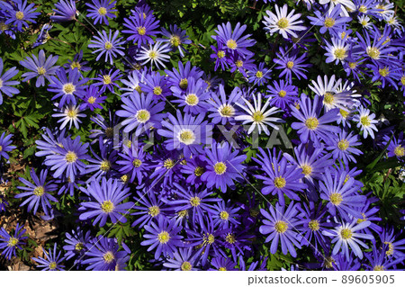 Anemone blanda, Balkan anemone, Grecian windflower or winter windflowers directly above 89605905