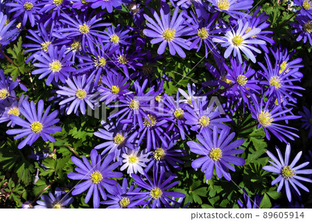 Anemone blanda, Balkan anemone, Grecian windflower or winter windflowers directly above 89605914