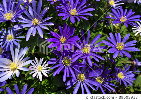 Anemone blanda, Balkan anemone, Grecian windflower or winter windflowers directly above 89605918