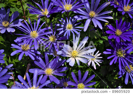 Anemone blanda, Balkan anemone, Grecian windflower or winter windflowers directly above 89605920