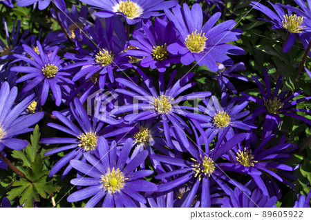 Anemone blanda, Balkan anemone, Grecian windflower or winter windflowers directly above 89605922