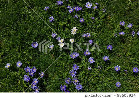 Anemone blanda, Balkan anemone, Grecian windflower purple flower standing out in green grass 89605924