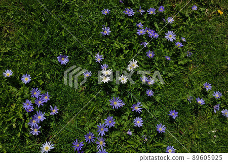 Anemone blanda, Balkan anemone, Grecian windflower purple flower standing out in green grass 89605925