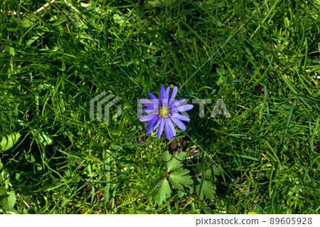Single Anemone blanda, Balkan anemone, Grecian windflower purple flower standing out in green grass 89605928