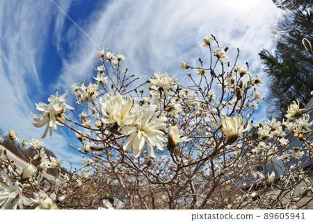 Beautiful Fisheye Perspective of Magnolia X Loebneri Encore Flowers Blossoms Against Blue Sky 89605941