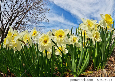 Ice Follies Daffodils Narcissus on a Sunny Spring Day. Dramatic Low Angle Fisheye Perspective. Ice Follies Daffodils Narcissus on a Sunny Spring Day. Dramatic Low Angle Fisheye Perspective. 89605943