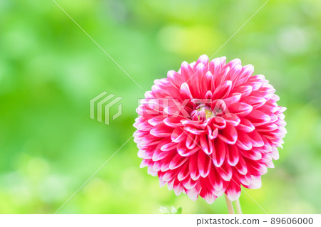 Bright red dahlia flowers blooming in the garden "in a refreshing atmosphere" 89606000