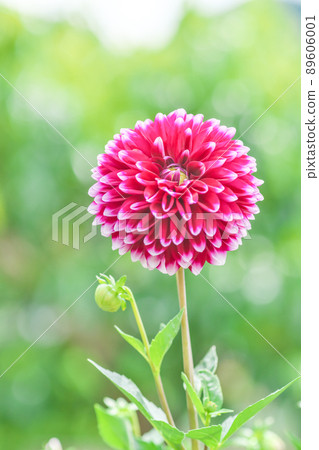 Bright red dahlia flowers blooming in the garden "in a refreshing atmosphere" 89606001