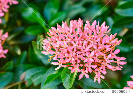 Pink ixora flowers in the garden 89606034