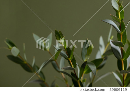 Green eucalyptus branches on dark background close up macro 89606119