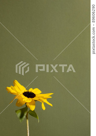 Macro nature yellow chamomile flower textured floral garden colorful green background photography Macro nature yellow chamomile flower textured floral garden colorful green background photography 89606290