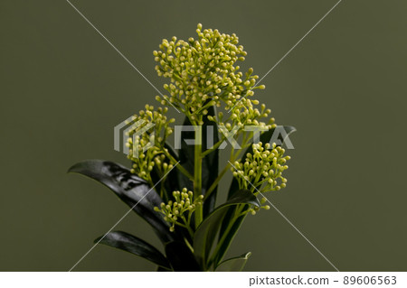 Skimmia Fragrant Cloud flower buds - Latin name - Skimmia japonica Fragrant Cloud on green background Skimmia Fragrant Cloud flower buds - Latin name - Skimmia japonica Fragrant Cloud on green background 89606563