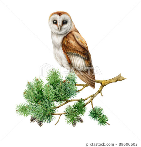 Barn owl on a pine branch. Watercolor illustration. Realistic hand drawn forest bird on a conifer twig. Nature forest scene. Barn owl perched on a green pine twig. White background 89606602
