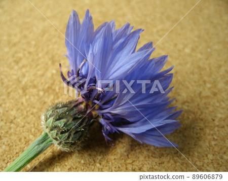 Blue flowers of cornflowers on a cork board Blue flowers of cornflowers on a cork board 89606879