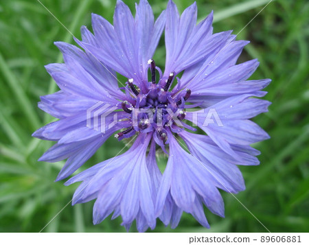 向上綻放的矢車菊，使藍色的花朵從上面綻放 89606881