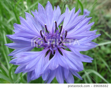 Beautiful blue cornflower flower 89606882