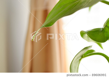 Drops coming out of the leaves Drops coming out of the leaves 89606991