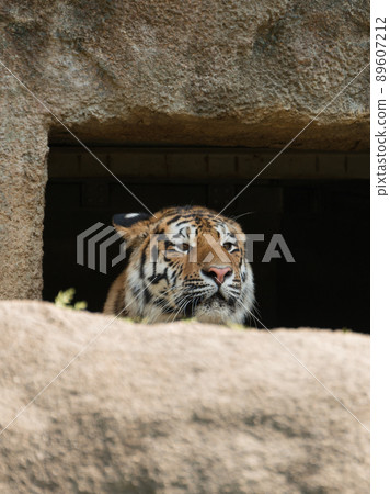 Amur tiger cub hiding in a hole Amur tiger cub hiding in a hole 89607212