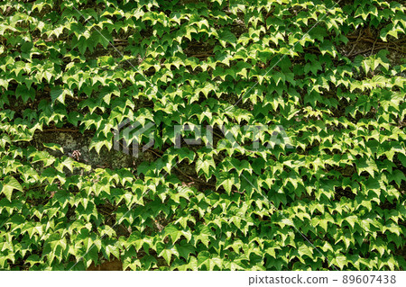 Ivy's leaves Ivy's leaves 89607438