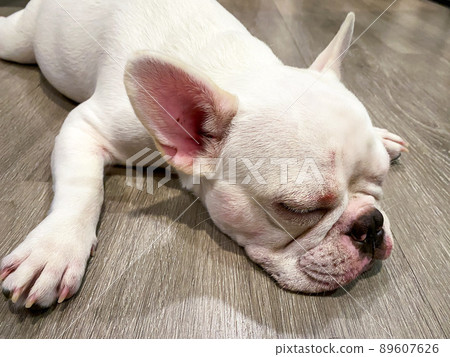French bulldog lying on the wood floor French bulldog lying on the wood floor 89607626