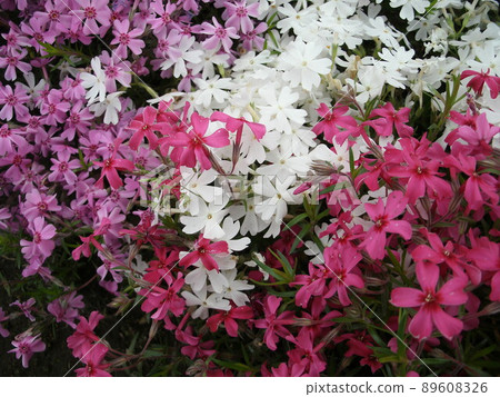 Colorful moss phlox flowers 89608326