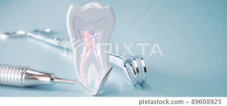 Anatomy of a molar tooth - 3D Rendering 89608925