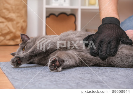 A man combs the cat's fur with special glove and A man combs the cat's fur with special glove and 89608944