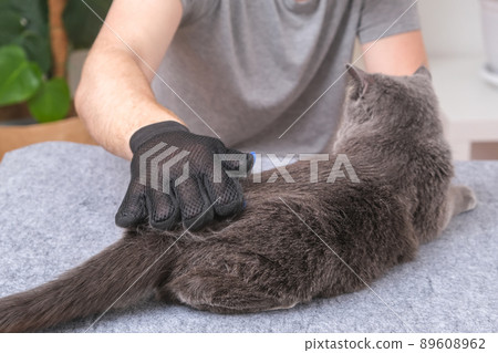 A man combs the cat's fur with special glove and A man combs the cat's fur with special glove and 89608962