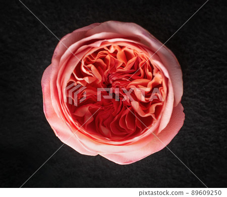 Beautiful flower on a black background. Close up. Beautiful flower on a black background. Close up. 89609250