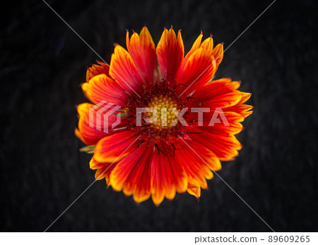 Studio shot of flower on a black background. Macro shoot. Studio shot of flower on a black background. Macro shoot. 89609265