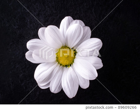 Beautiful flower on a black background. On black background. Beautiful flower on a black background. On black background. 89609266