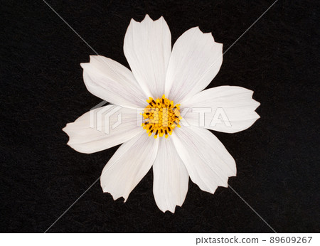 One flower on black background. Selective focus. One flower on black background. Selective focus. 89609267