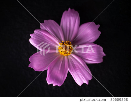 Top view of a flower on a black background. Selective focus. Top view of a flower on a black background. Selective focus. 89609268