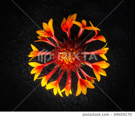 Top view of a flower on black background. View from above. Top view of a flower on black background. View from above. 89609270