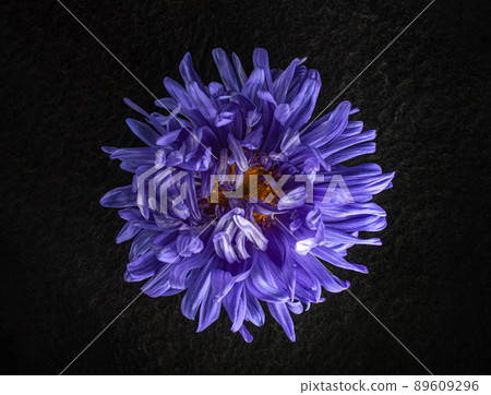 Beautiful flower on black background. Flat lay, top view. Beautiful flower on black background. Flat lay, top view. 89609296