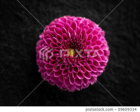 One flower on a black background. Decorative flowers. One flower on a black background. Decorative flowers. 89609334