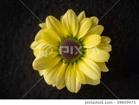 Studio shot of flower on black background. View above. 89609473