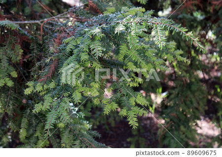 Tsuga canadensis 'pendula', early spring in gardens of Zagreb, Croatia 89609675