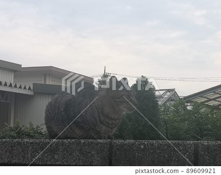 一隻貓站在砌塊牆上 一隻貓站在砌塊牆上 89609921