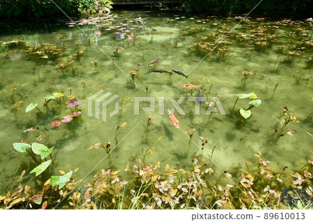Gifu Prefecture Monet's Pond Gifu Prefecture Monet's Pond 89610013