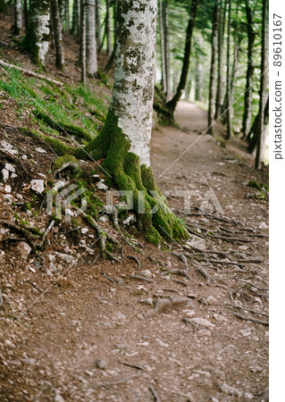 Roots of trees with moss on a path in the Biogradska Gora park. Montenegro 89610167