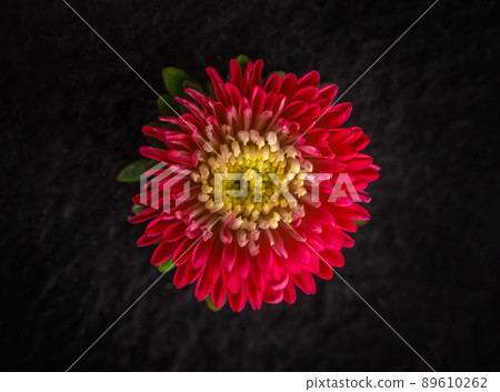 Studio shot of flower on a black background. Macro photo. Studio shot of flower on a black background. Macro photo. 89610262