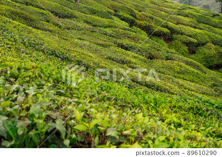 big and sun green plantation of tea in India . big and sun green plantation of tea in India . 89610290